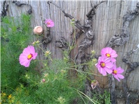 6f6afbab-2016-08-22 18.24.20.jpg